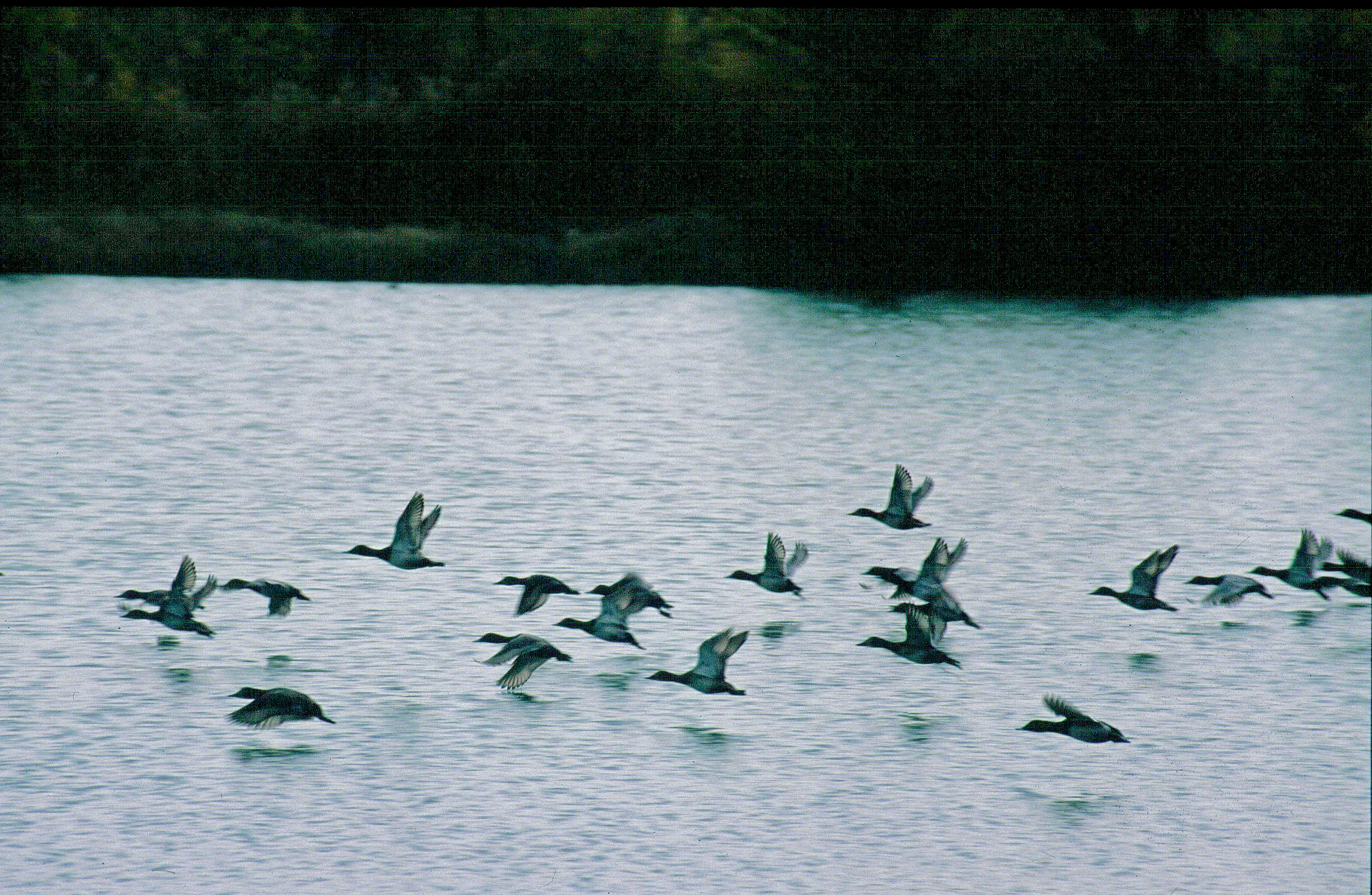 Federcaccia COP15 