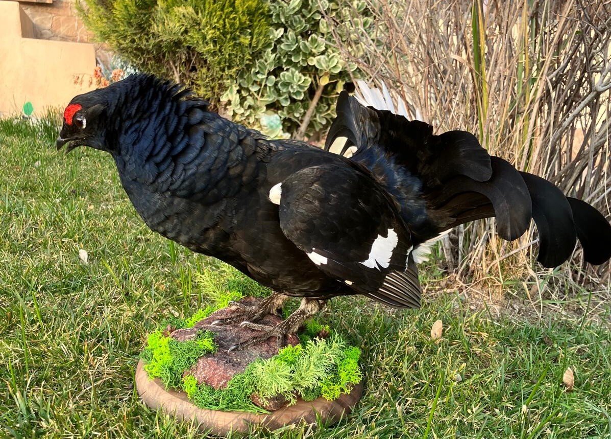 IMG-20260122-WA0029-4086ab