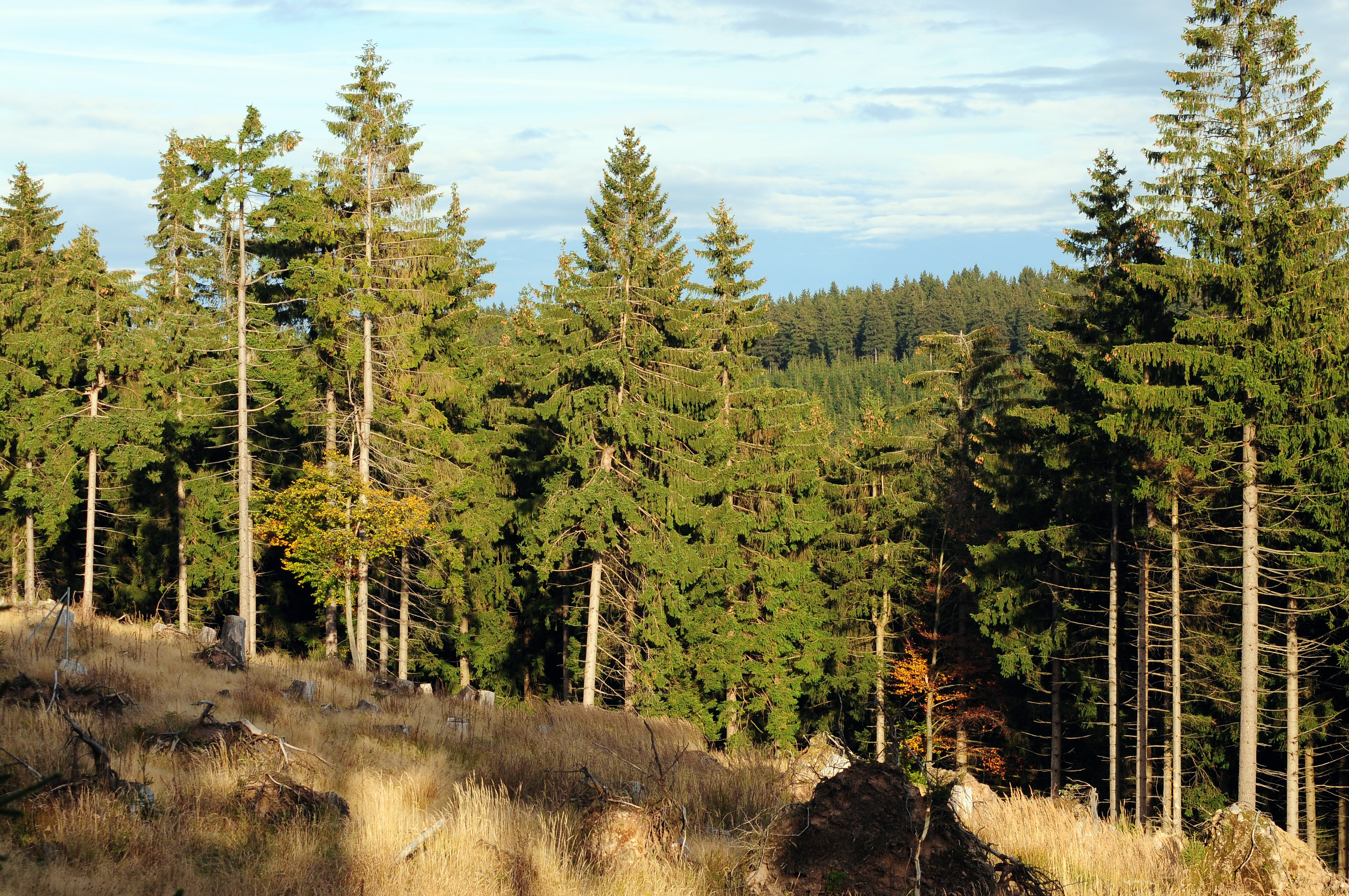 giornata mondiale delle foreste